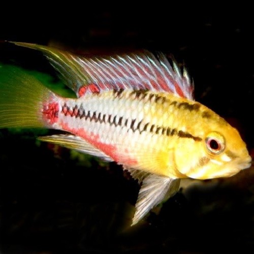 Apistogramma hongsloi - Apisto á ligne rouge ML